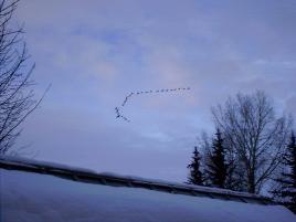 canada geese flying overhead