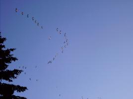canada geese flying overhead