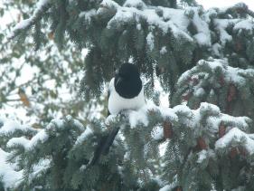 Magpie in a Pine Tree