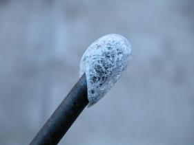 the first gather (before squeeze but after dipping in icewater)